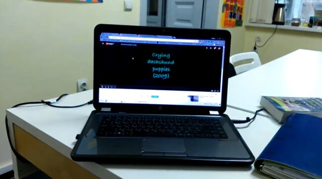 ダックスフンド,動画