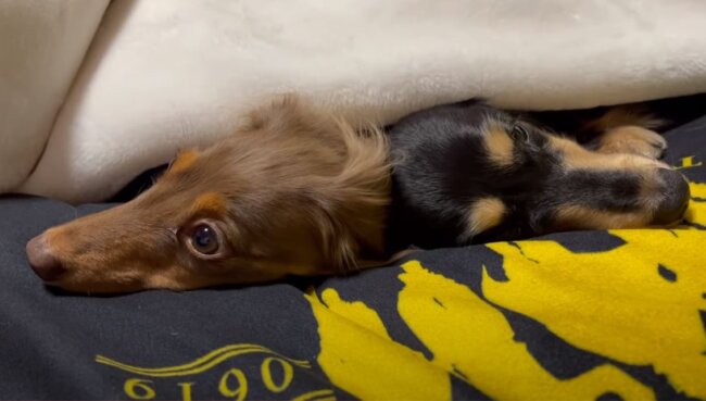 ダックスフンド,動画