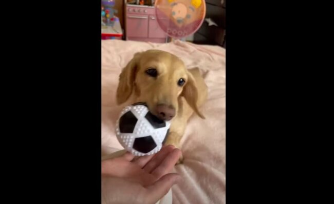 ダックスフンド,動画