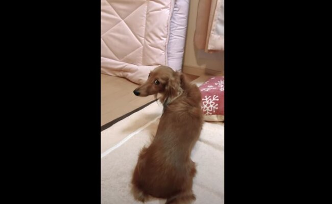 ダックスフンド,動画