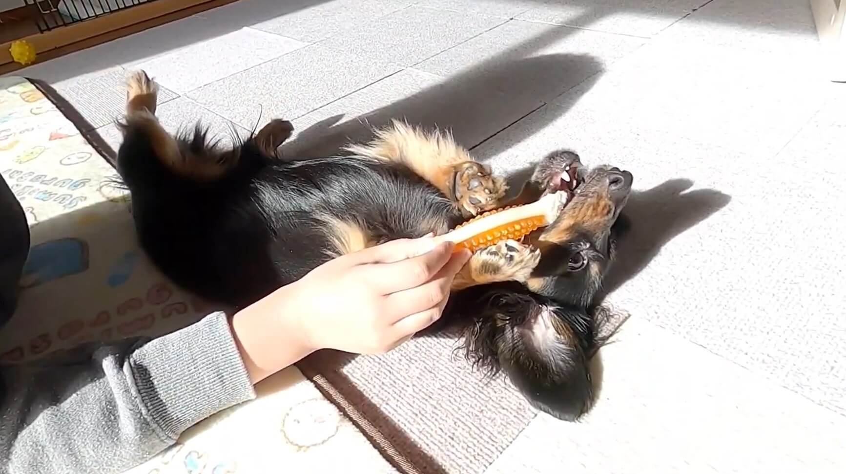 ダックスフンド,動画