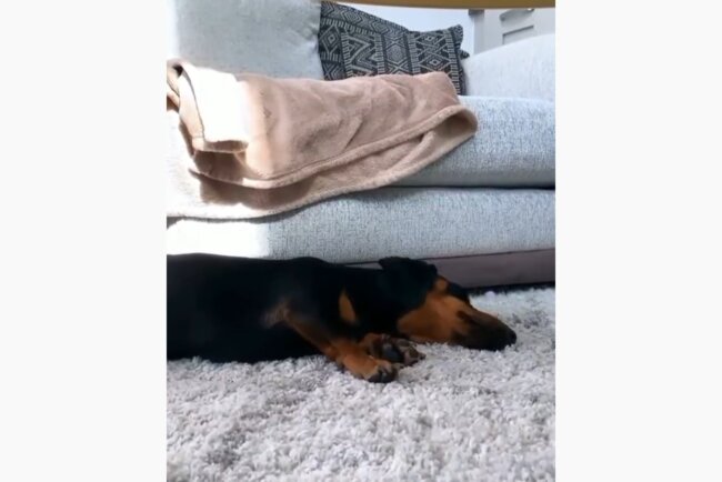 ダックスフンド,動画