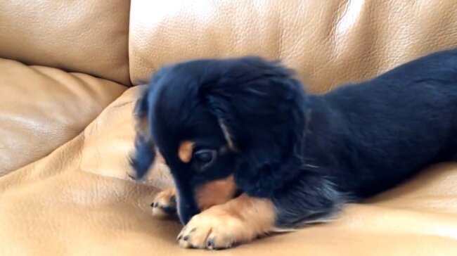 ダックスフンド,動画