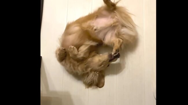 ダックスフンド,動画