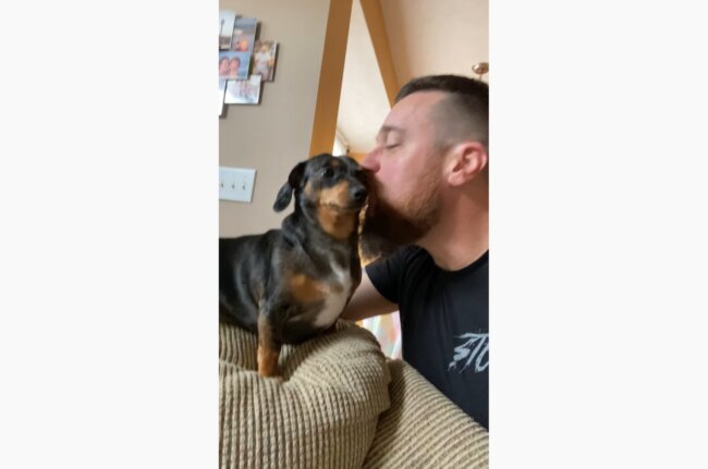 ダックスフンド,動画