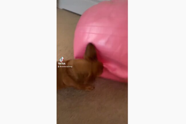 ダックスフンド,動画