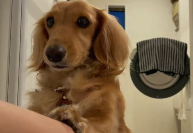 ダックスフンド,動画