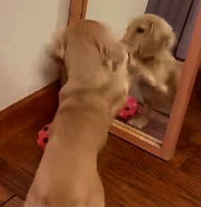 ダックスフンド,動画