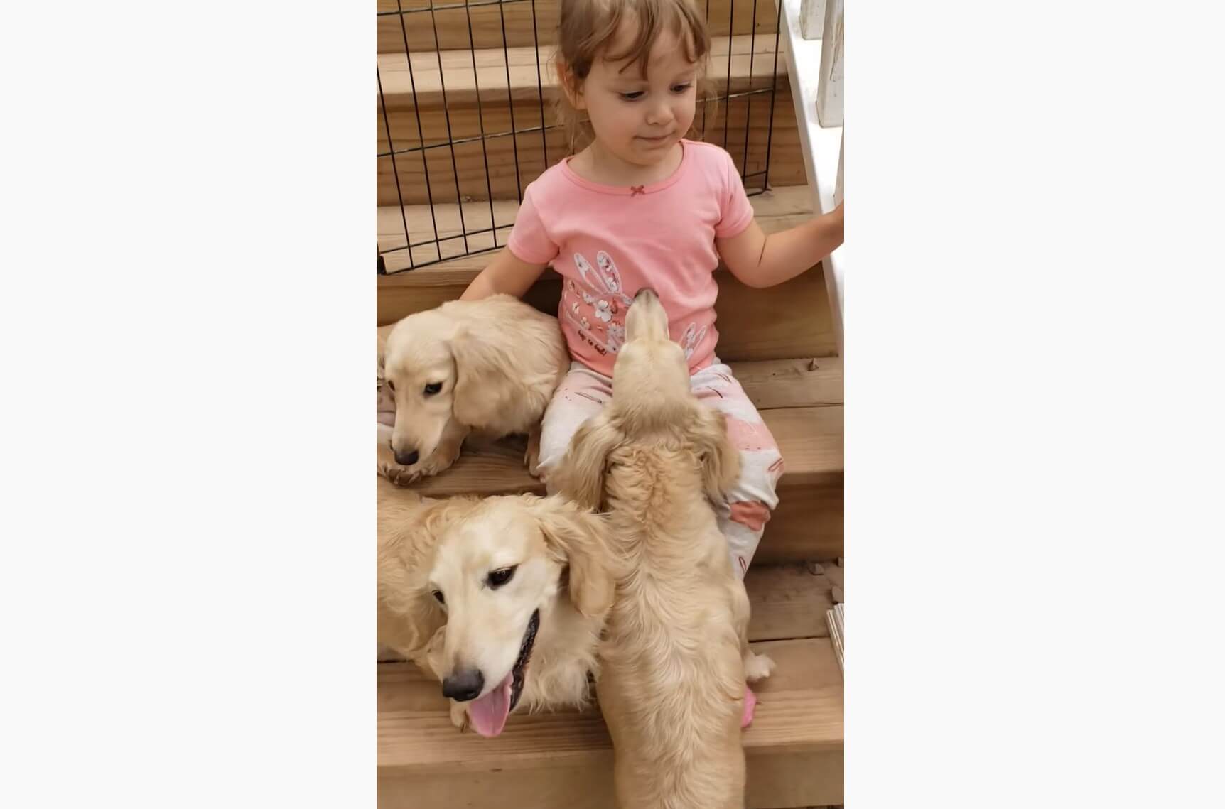 ダックスフンド,動画