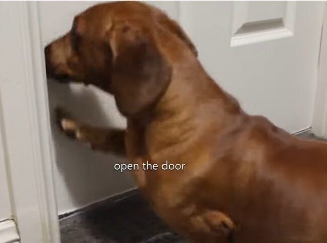 ダックスフンド,動画