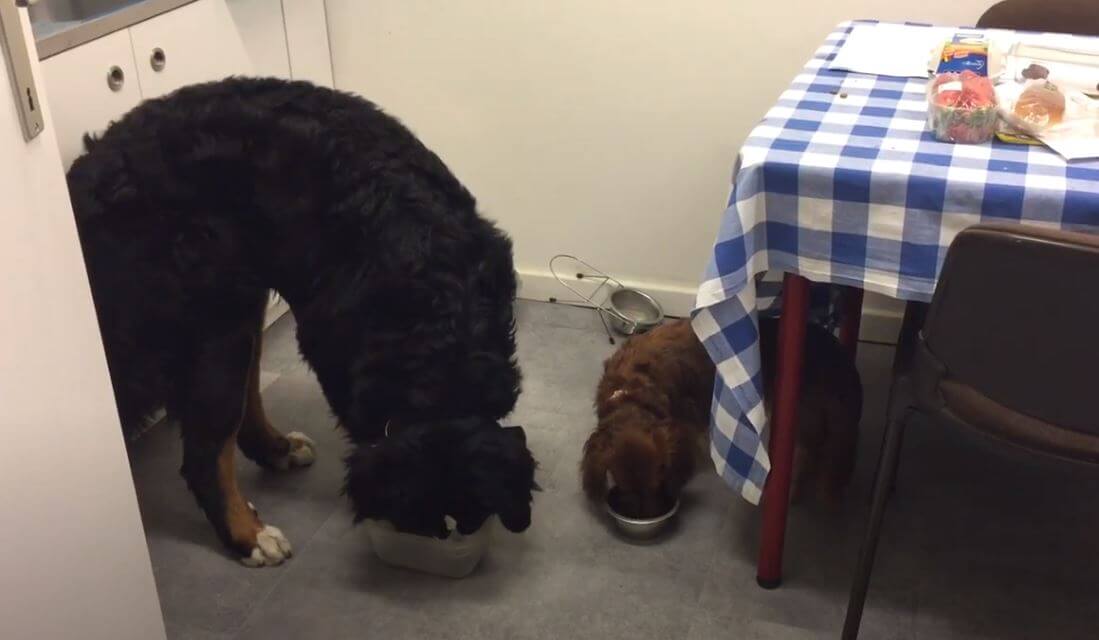 ダックスフンド,動画