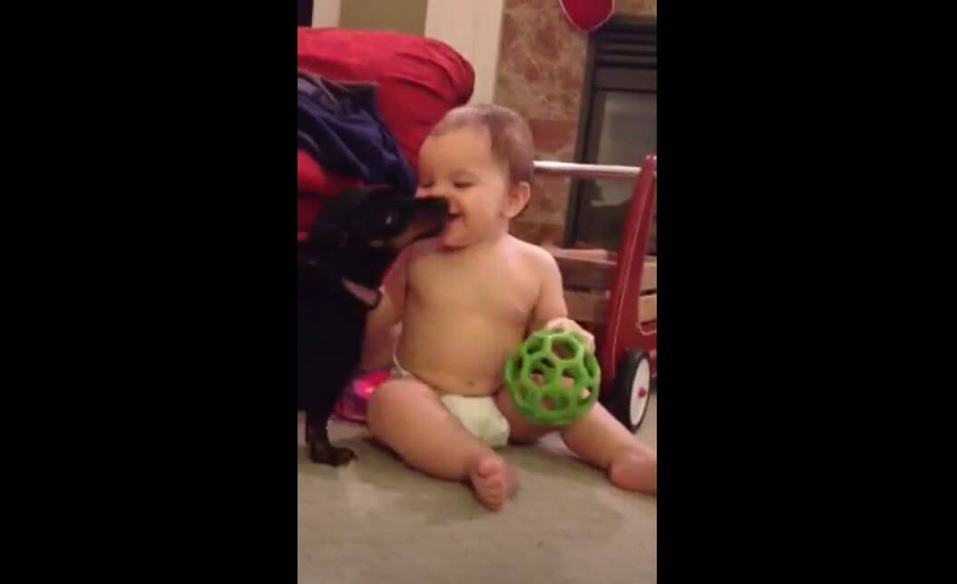 ダックスフンド,動画