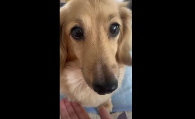 ダックスフンド,動画