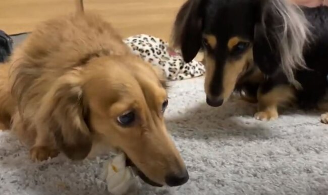 ダックスフンド,動画