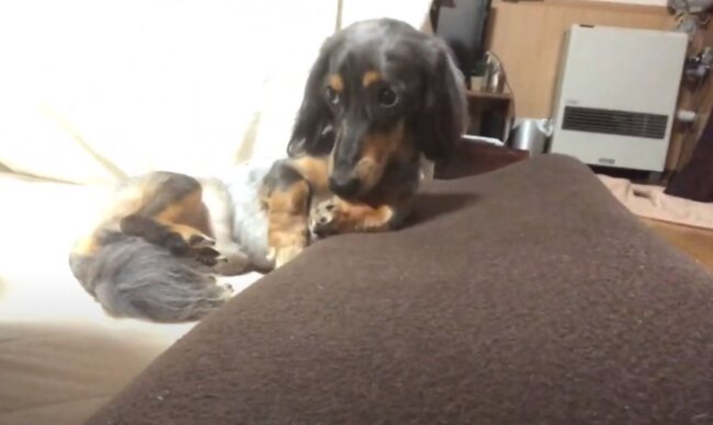 ダックスフンド,動画