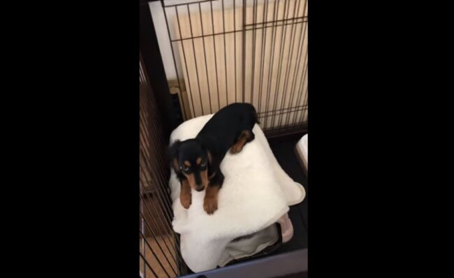 ダックスフンド,動画