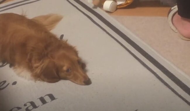 ダックスフンド,動画