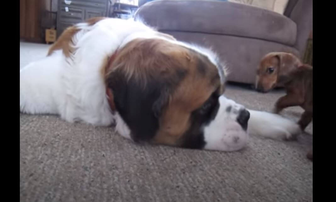 ダックスフンド,動画