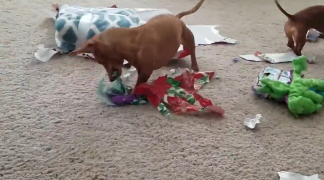 ダックスフンド,動画