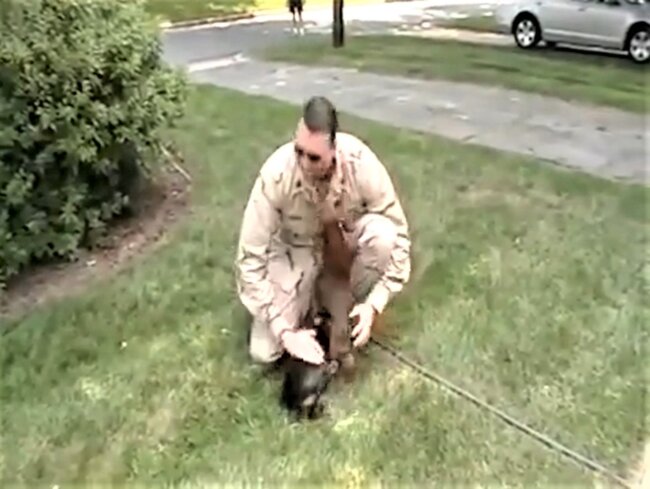 ダックスフンド,動画