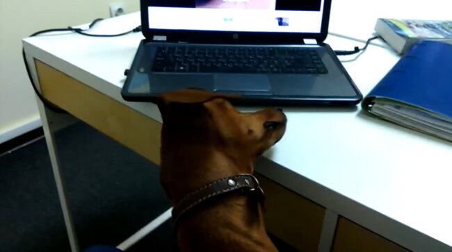 ダックスフンド,動画