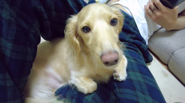 ダックスフンド,動画