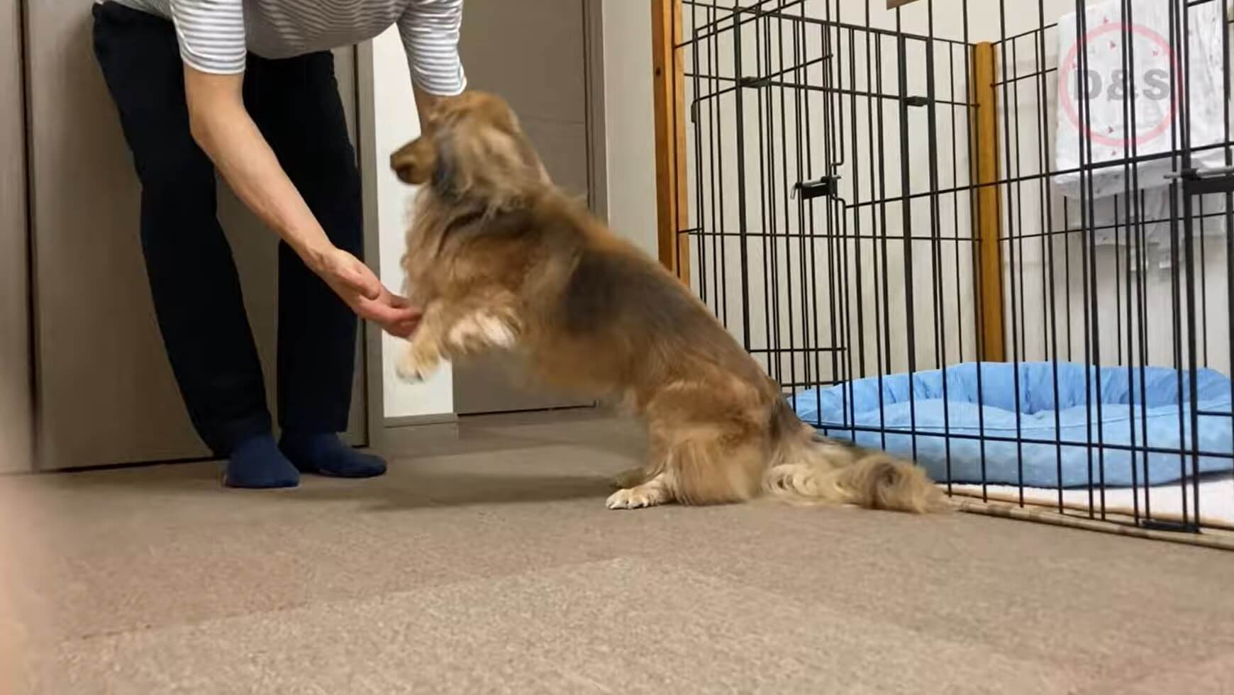 ダックスフンド,動画