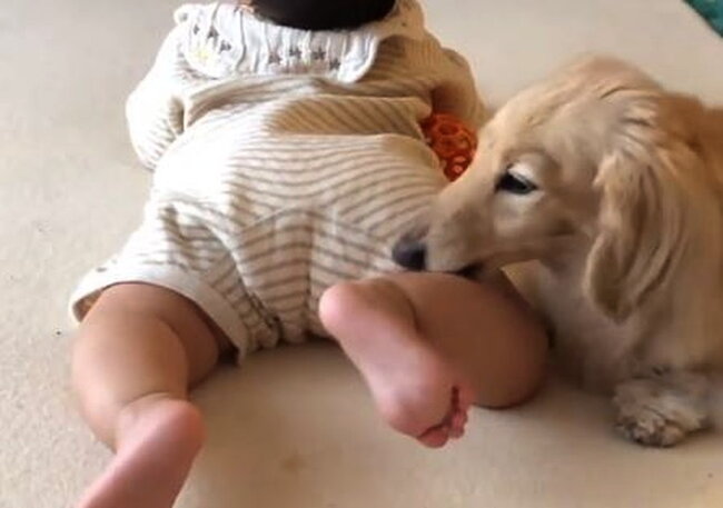 ダックスフンド,動画