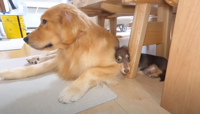 ダックスフンド,動画