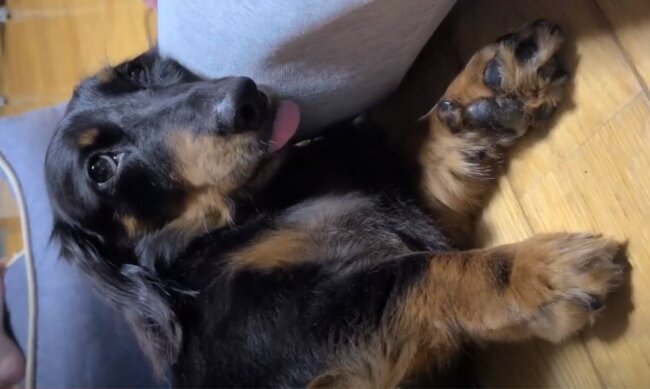 ダックスフンド,動画