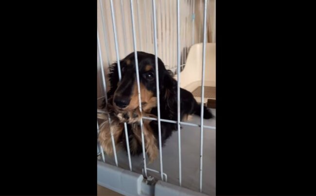 ダックスフンド,動画