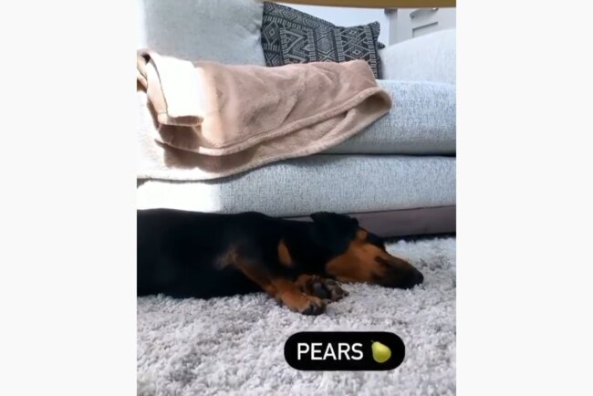 ダックスフンド,動画