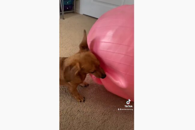 ダックスフンド,動画