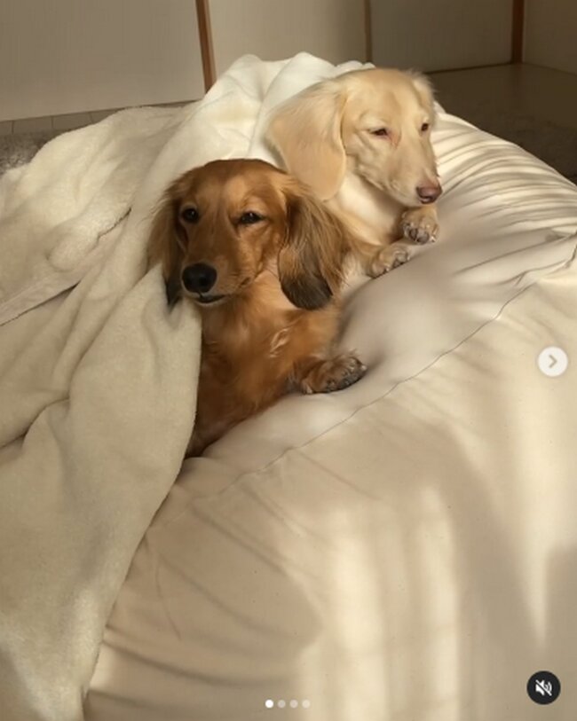 ダックスフンド,動画