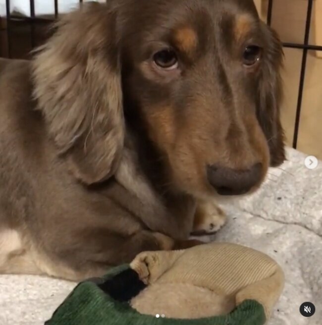 ダックスフンド,動画