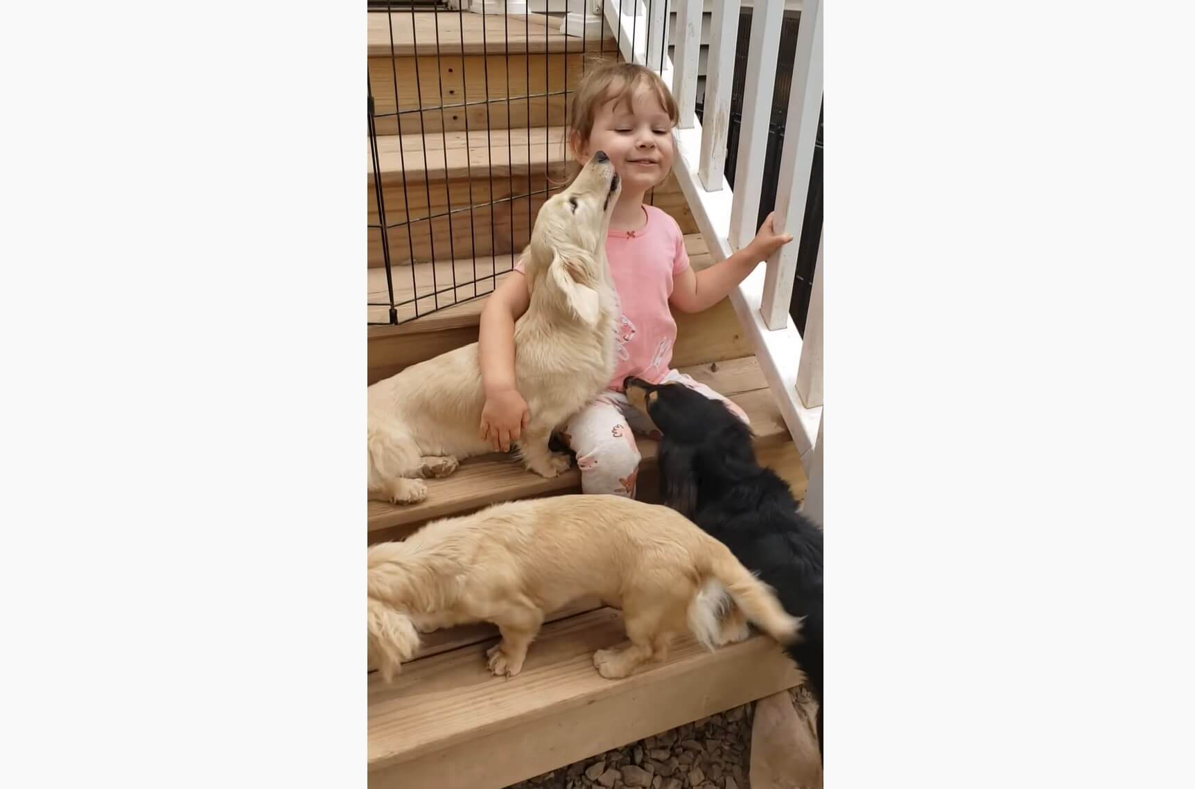 ダックスフンド,動画