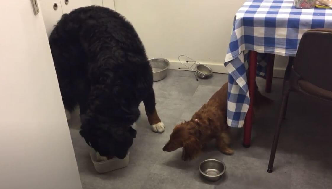 ダックスフンド,動画