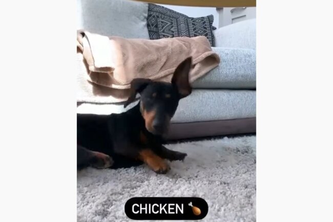 ダックスフンド,動画