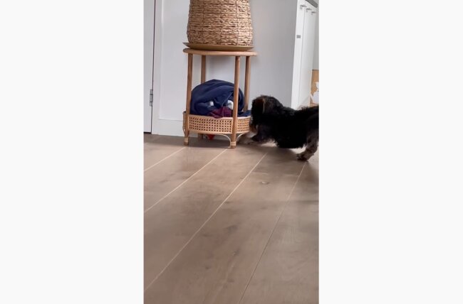 ダックスフンド,動画