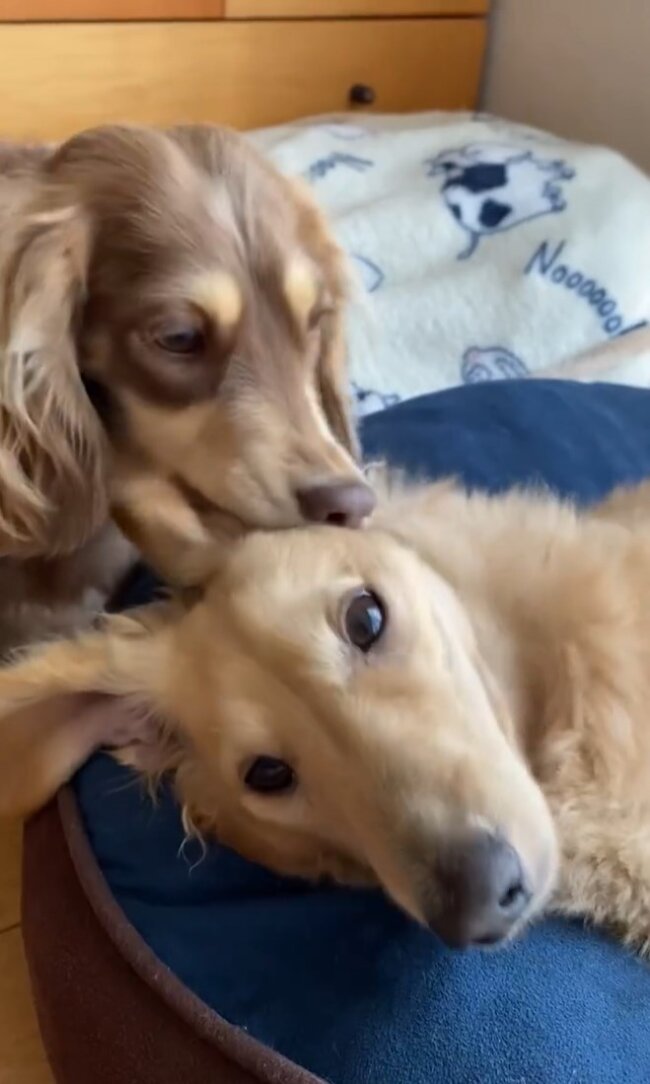 ダックスフンド,動画