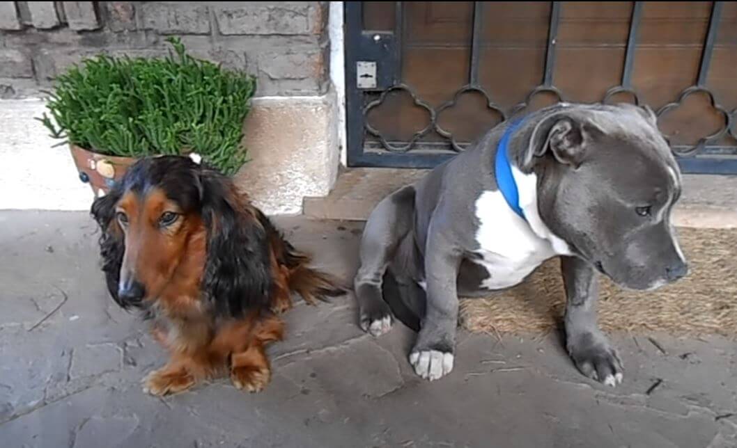 ダックスフンド,動画