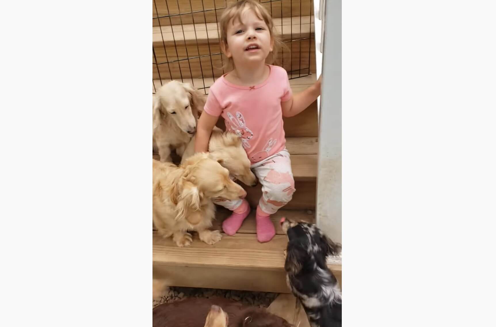 ダックスフンド,動画