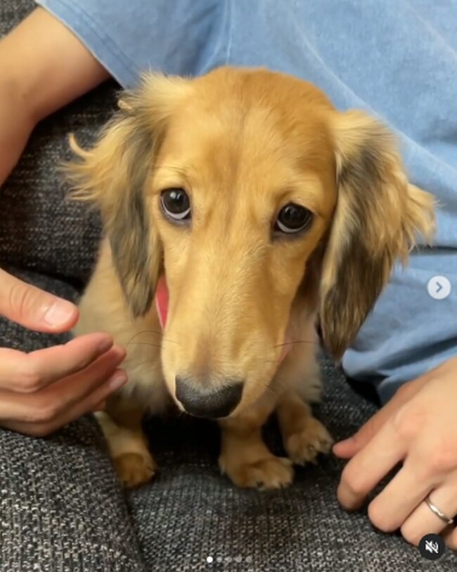 ダックスフンド,動画