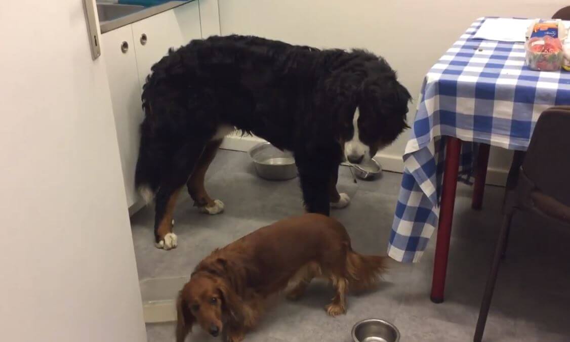 ダックスフンド,動画