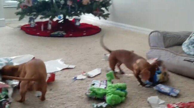 ダックスフンド,動画