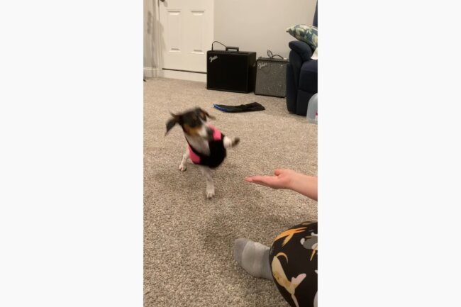 ダックスフンド,動画