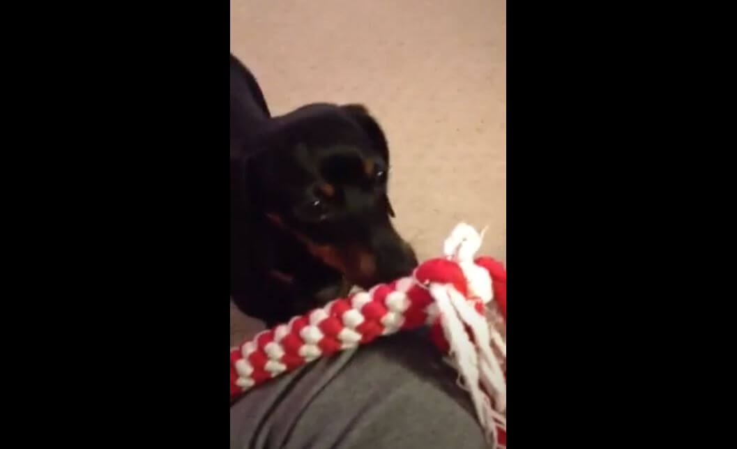 ダックスフンド,動画