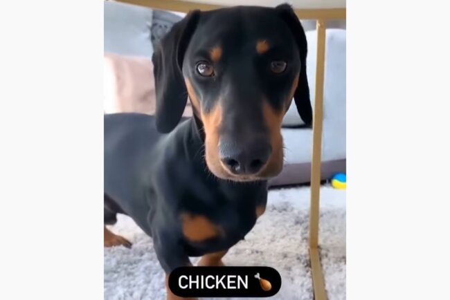 ダックスフンド,動画