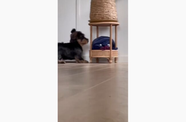 ダックスフンド,動画