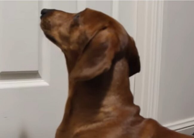 ダックスフンド,動画